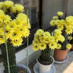 とげとげのサボテン 今年も黄色い鮮やかな花が咲きました